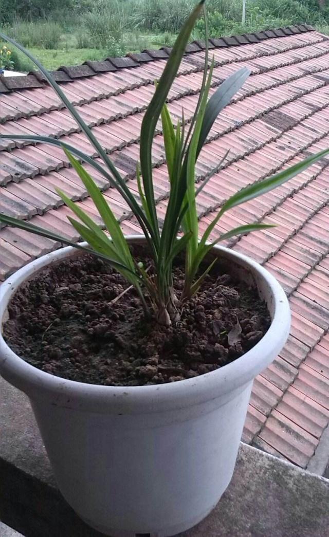 养兰仿紫砂专用塑料盆,紫砂兰适合哪种花盆