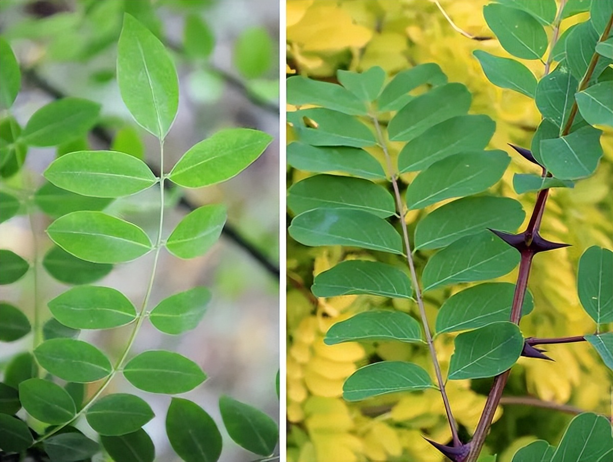 槐树的花吃了有毒吗,槐树花开花有毒吗