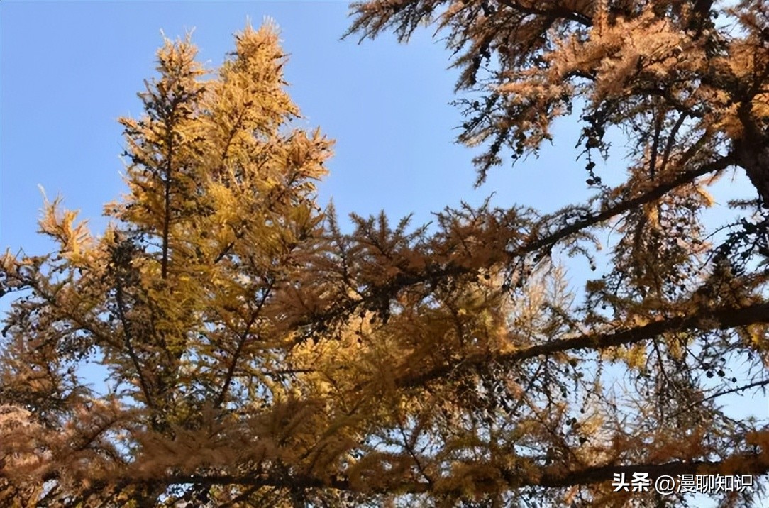 落叶松根部含二氢槲皮素功效,落叶松对人体有什么好处