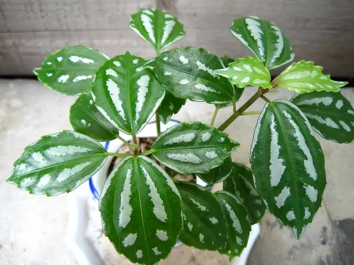 种什么蔬菜可吸甲醛,适合家庭种植的除甲醛植物