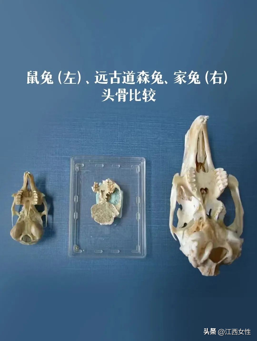 原来，你是这样的兔兔！