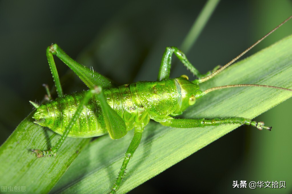 养蝈蝈刘老头,养蝈蝈专业户