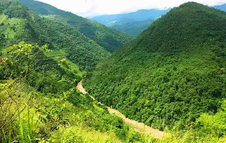 普洱茶记录,云南普洱茶的六大茶山