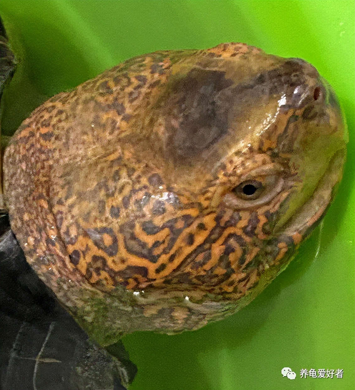 龟不吃东西喂什么,如果新龟到家不吃东西要怎么办呢