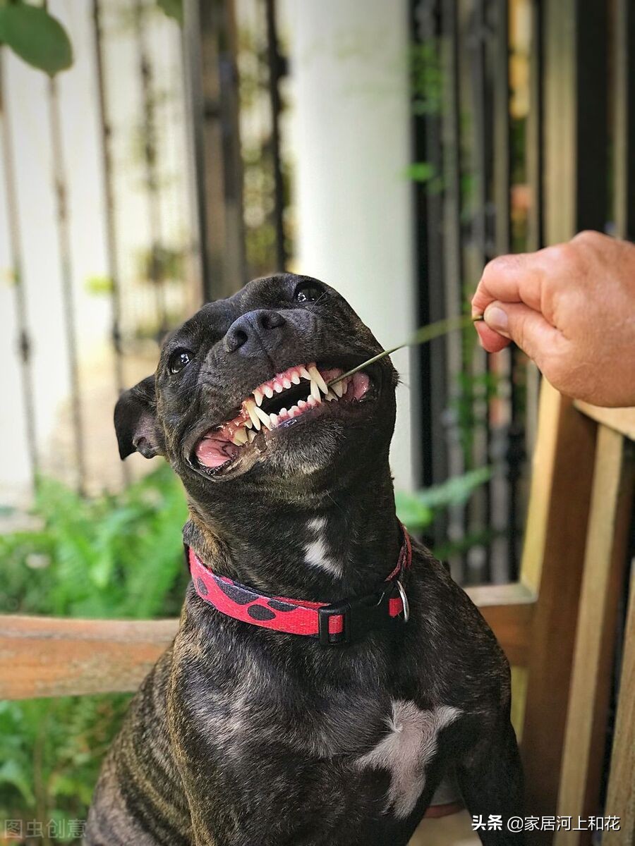 为什么农村有的家庭养狗总是很凶恶,一些人养的狗总是特别温顺?