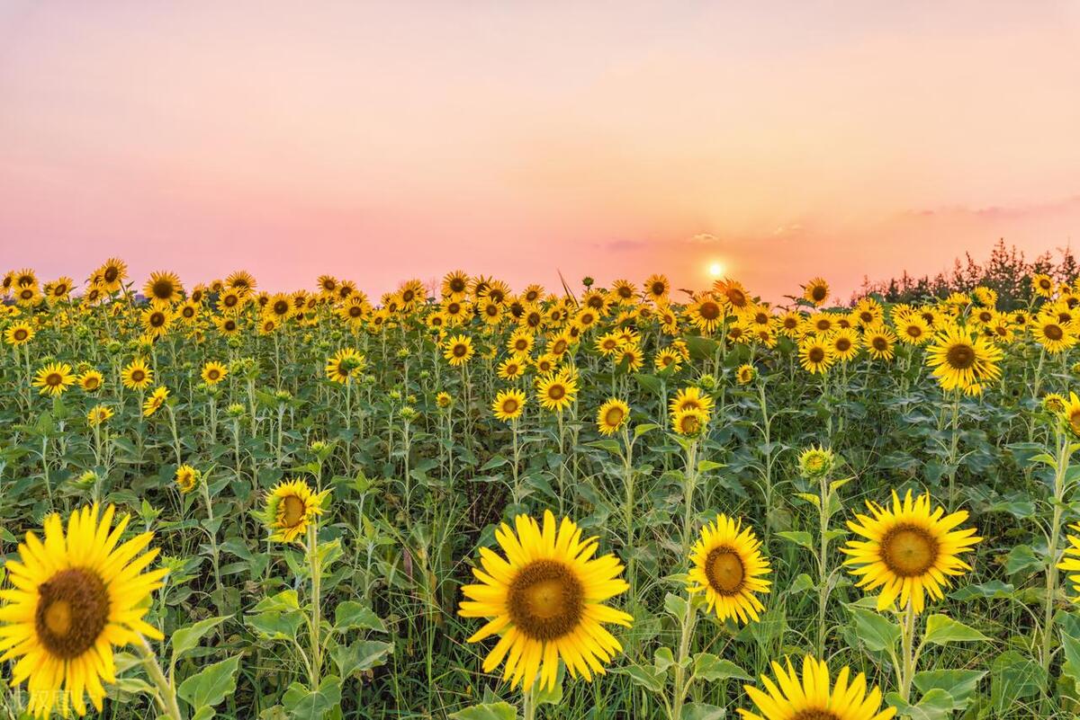 迎着太阳开的“大脸花”，连开100多天