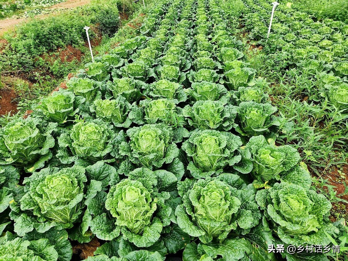 神奇的环保酵素用什么制作,种植酵素的作用与功效