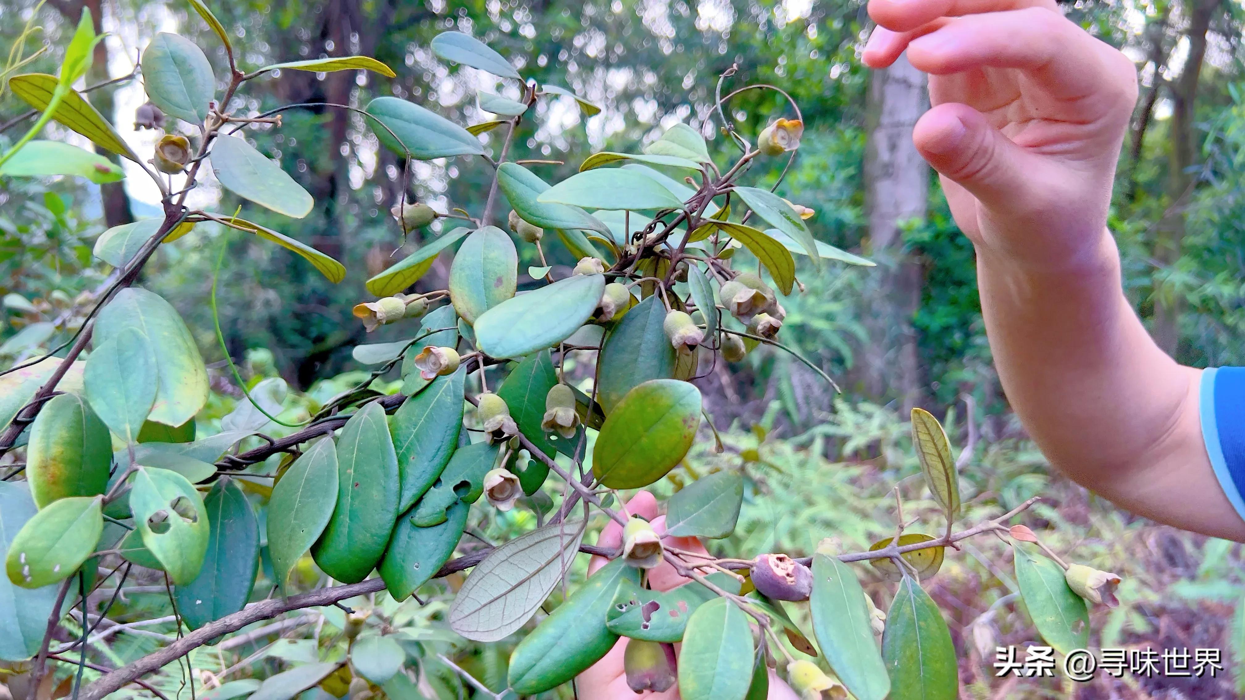 桃金娘酒制作,稔子酒标准配方及做法