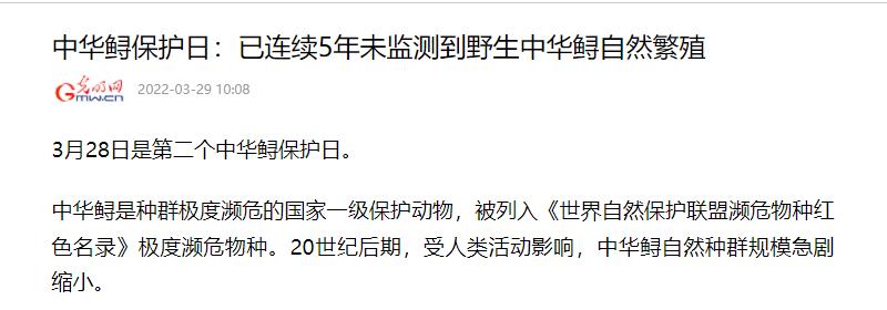 蓝色大龙渔民误捕5条中华鲟放生,渔民误捕野生中华鲟放生