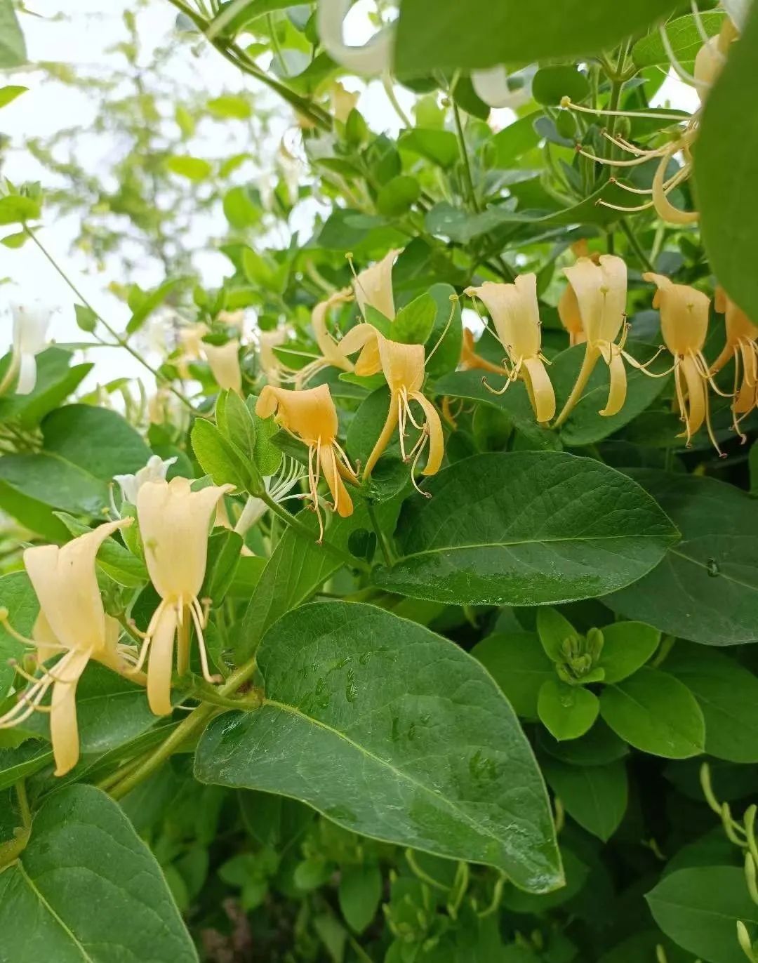 老人的智慧：仙草花的魅力，4种花草美丽养人，为全家带来福音