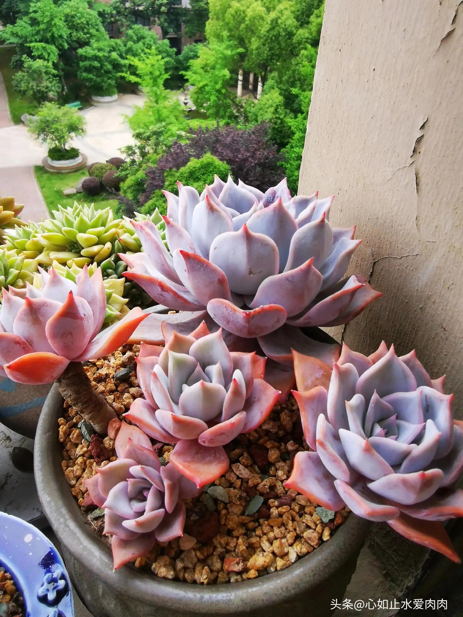 紫色是高级的浪漫,紫色是浪漫的最高级色调