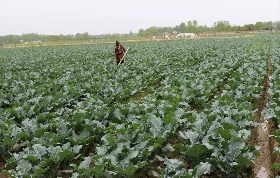 一袋10克的西兰花种子多少钱,一袋西兰花种子多少钱