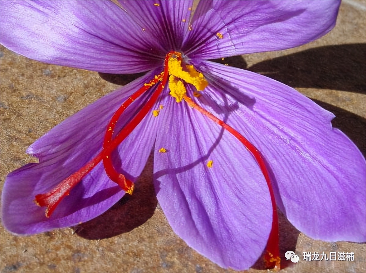 武则天养颜有术,武则天养颜的草药