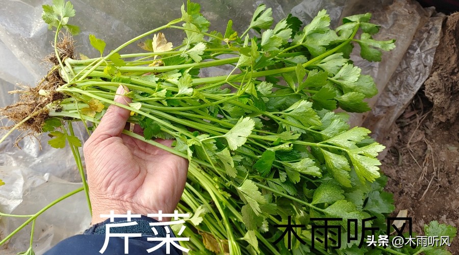 芹菜的种植管理视频播放,芹菜种植时间及方法应该了解哪些