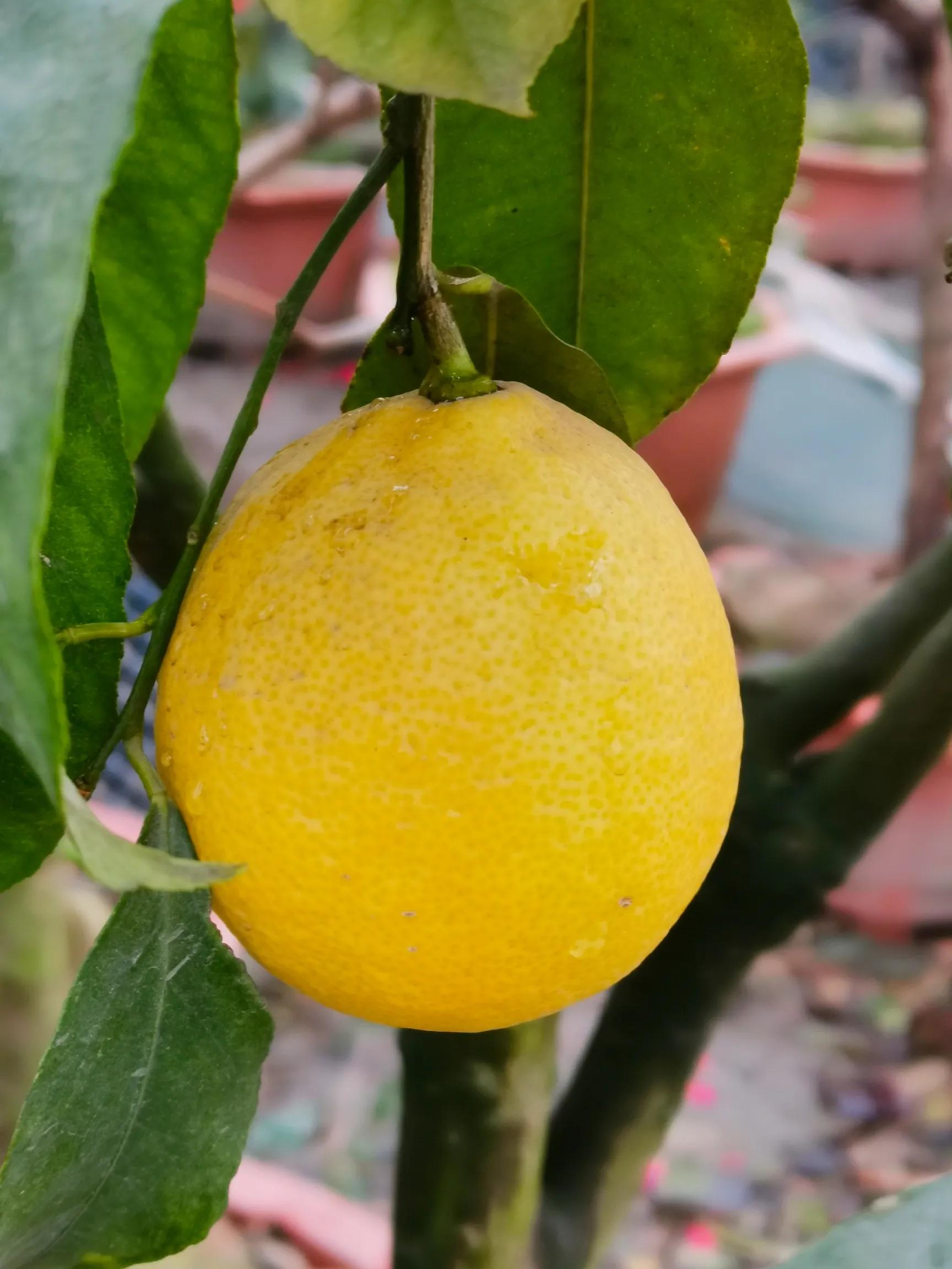 阴雨雾霾天逛月亮湾花市，郁闷不见了，心情舒朗愉悦