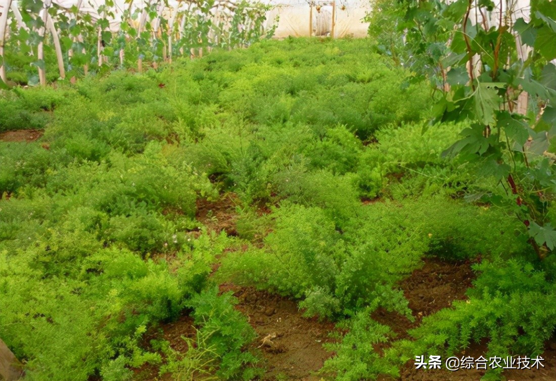 耐冬病虫害防治,种植天冬会有什么病虫害吗