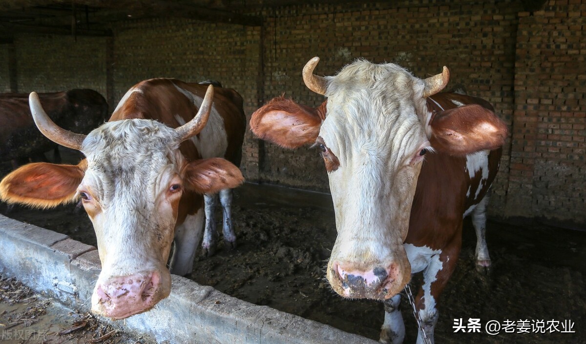 最新牛价7月8日各地活牛价格行情,现在养牛越来越多了牛价会跌吗