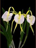 最美的100种兰花图片,欣赏一下最美的兰花