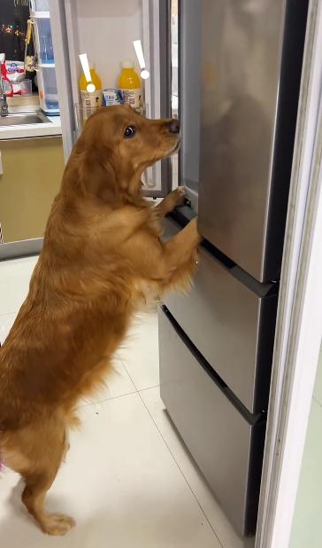 驴得水小朋友是智障猫吗,全网公认的智障猫怕水