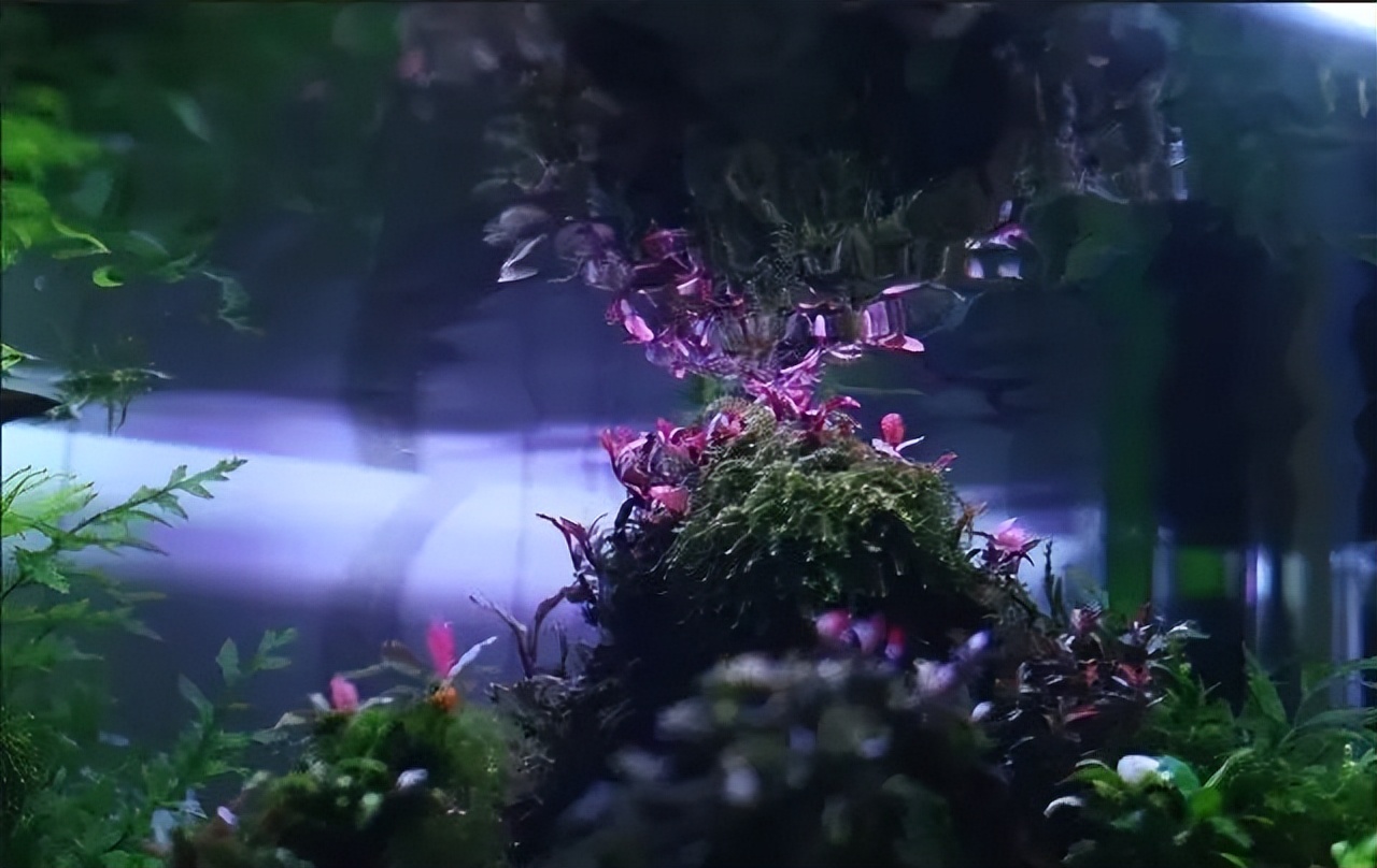 种水草教程什么时候放肥,水草怎么种比较好