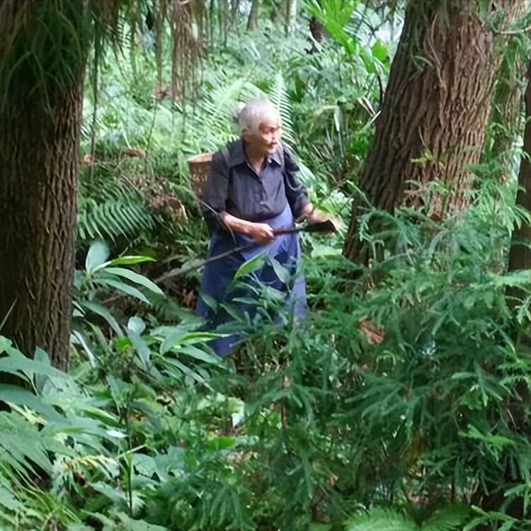 悬羊*仇报**｜祁连山黄药仙说：谁说羊都怕狼？悬羊斗狼令人叫绝