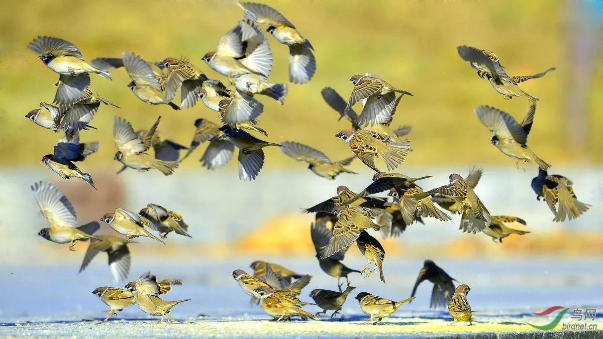 愤怒的麻雀唱歌,愤怒的麻雀