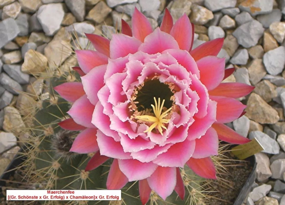 200种·仙人球开花图鉴，大开眼界，美到爆