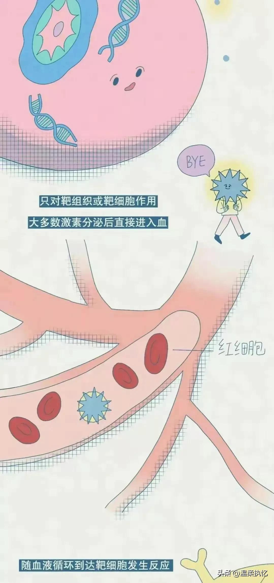 女生荷尔蒙分泌是什么,女生荷尔蒙分泌过多