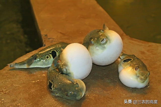 河鲜四大名鱼,最顶级的河鲜鱼