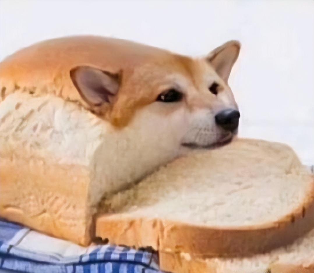 香肠小狗是什么梗,梗知识是什么