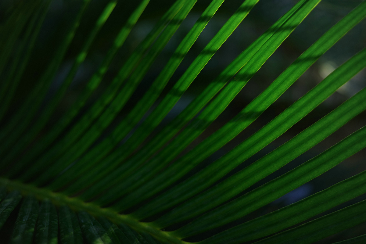 理光gr3微距放大倍率,理光gr3微距为什么是模糊的