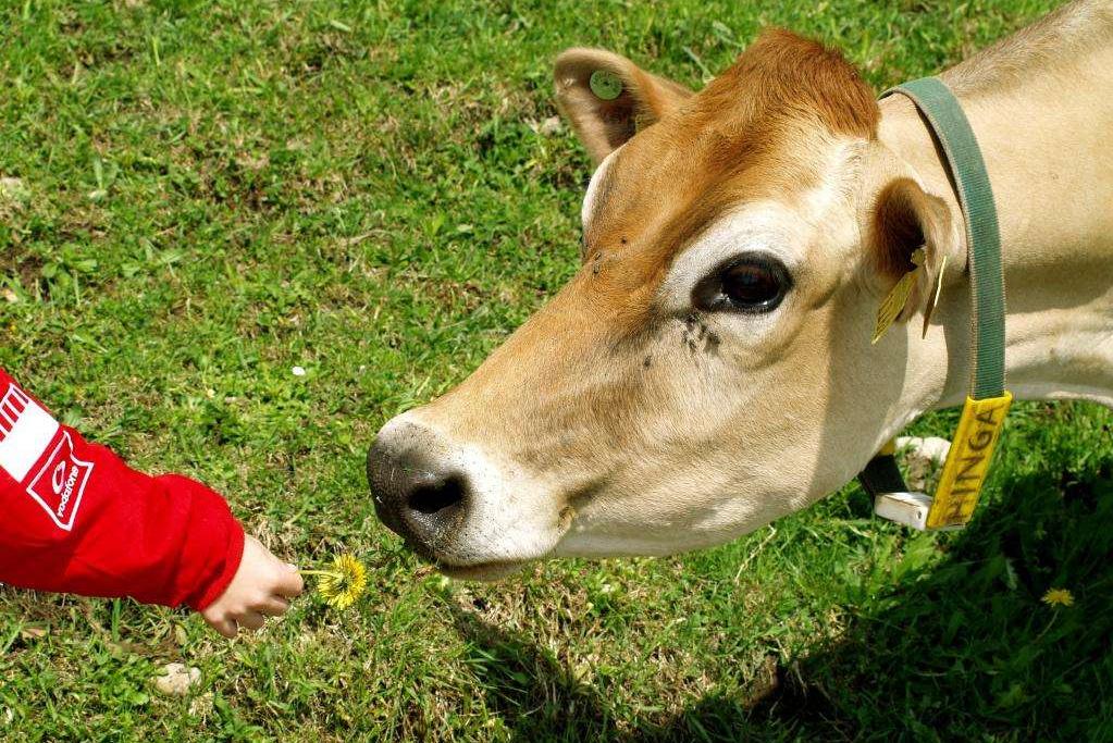 牛拉白色干粪球最快解决方法,牛拉干粪球怎么回事