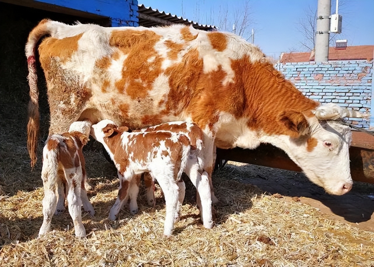 母牛没产犊后有掉球的迹象怎么办,母牛产前掉球生小牛堵住了怎么办