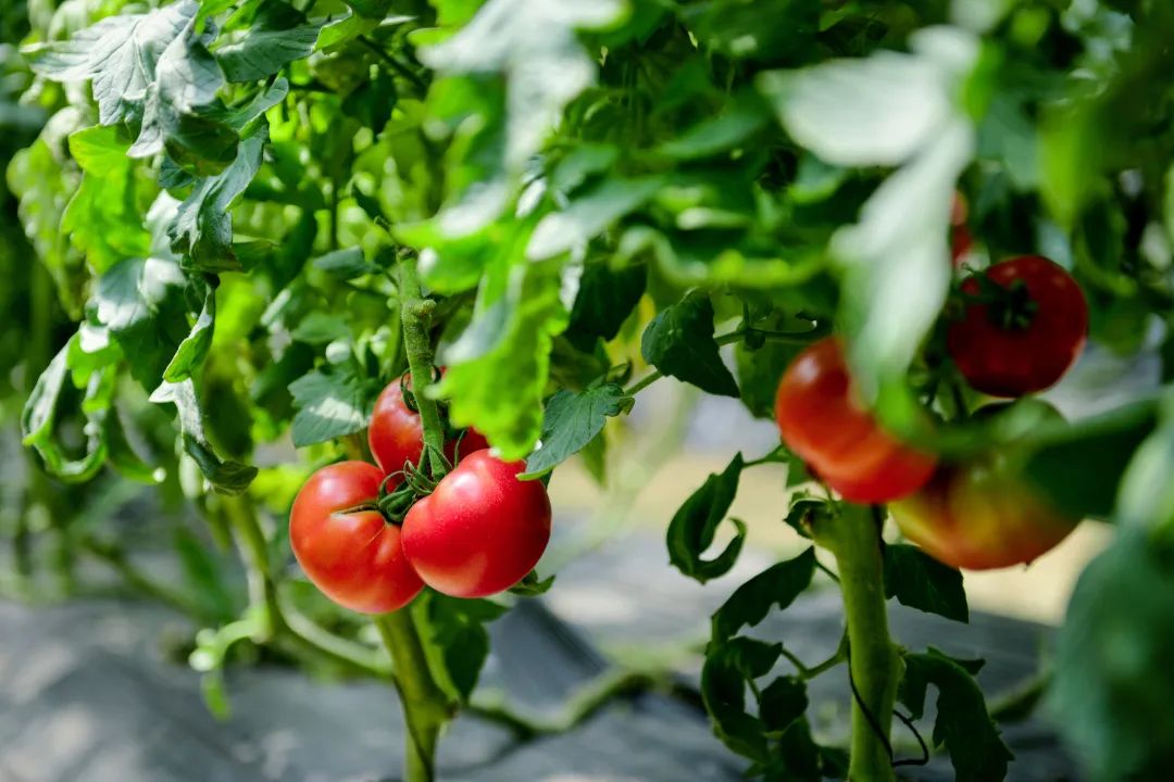 经典田园风光诗10首,一首很美的田园诗清新怡情