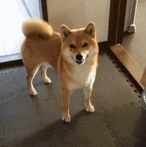 这些挑狗的方法真的很靠谱,如何挑狗才不会挑到病狗