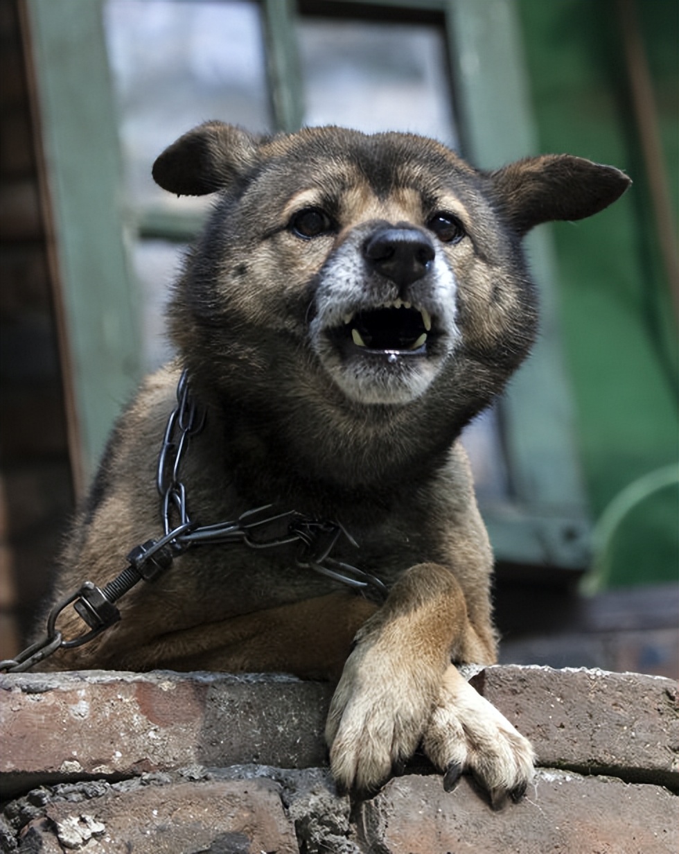 新手养宠物推荐猫还是狗狗,狗狗和猫猫哪个更值得养