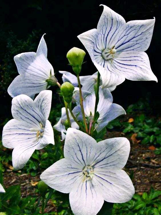 原创花卉作品·桔梗花·花中处士，不慕繁华。已然成为园林新宠。