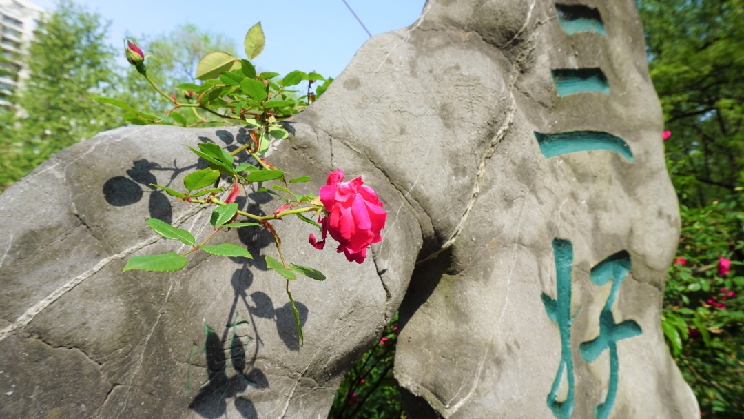 同济大学有多漂亮,同济大学的浪漫