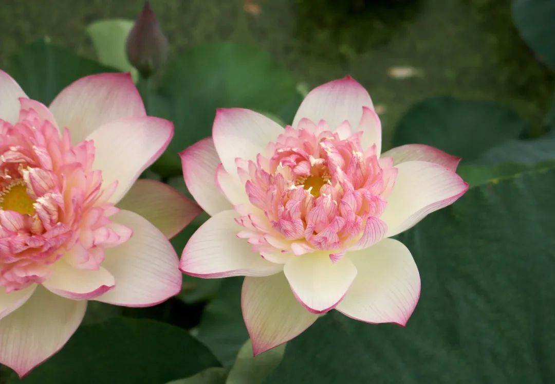 绝美的荷花品种大全图集,超好看荷花品种大型荷花