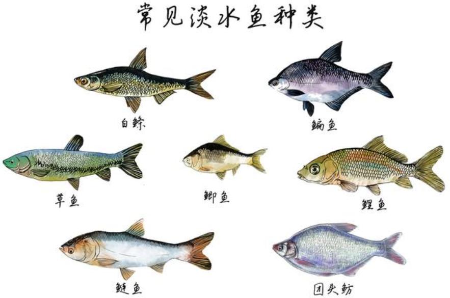 海洋动物如何适应海洋生活,海洋动物为什么能适应海水