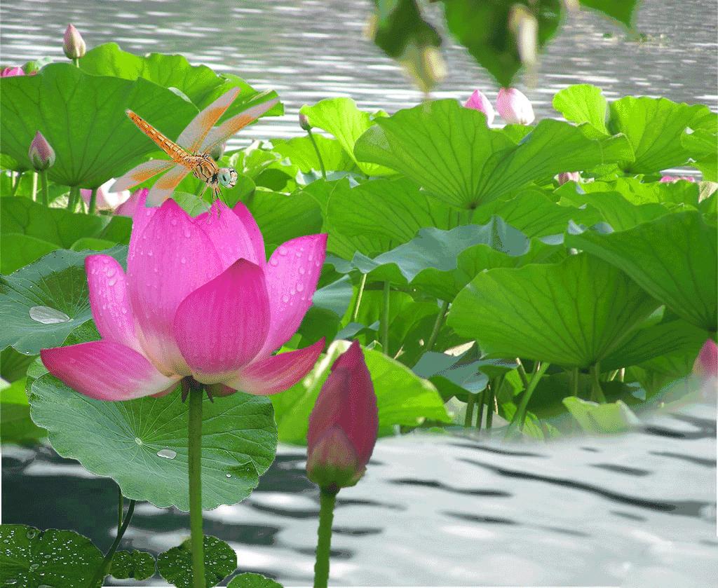 新冠是不是已经属于常见病了,新冠病毒肆虐的日子