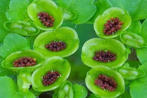 奇花异草是一道道亮丽的风景线,五彩缤纷的春天奇花异草