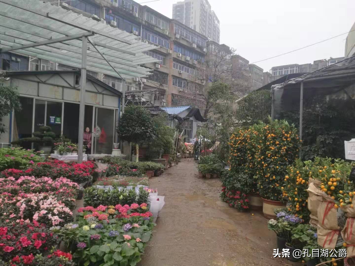 南昌市千花伴花鸟市场,千花伴花鸟市场和南昌花鸟市场