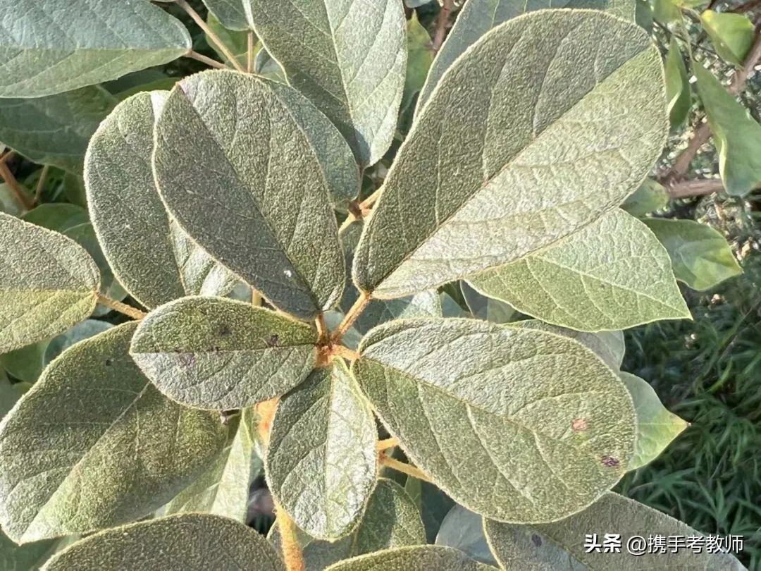 黄花风铃木品种介绍,黄花风铃木生长缓慢