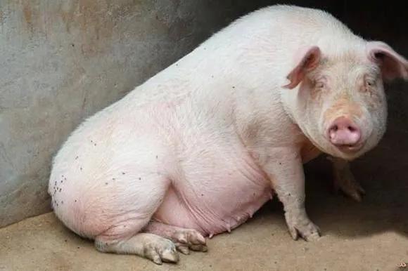 母猪总是不发情最有效治疗方案,母猪老是不生怎么催产