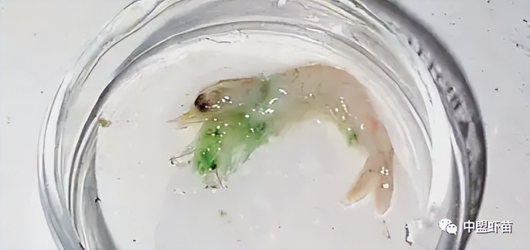 这种虾病，对虾产业产生深远影响！养殖大神揭露该病的今生前世！