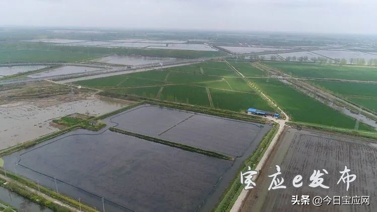 扬州宝应小龙虾养殖场,淮安5000亩小龙虾养殖