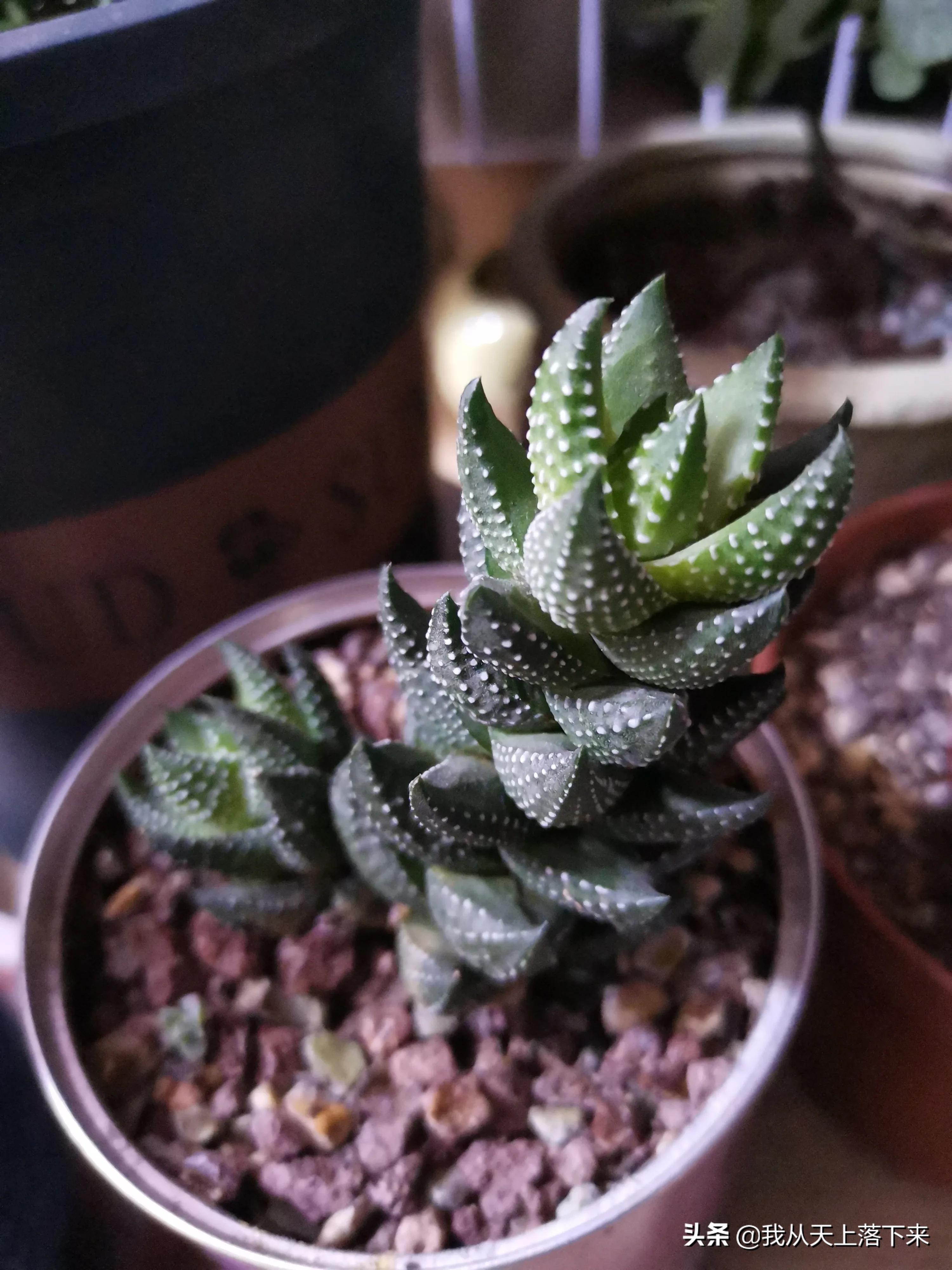 多肉品种及图片大全欣赏,多肉品种辨别图片大全欣赏