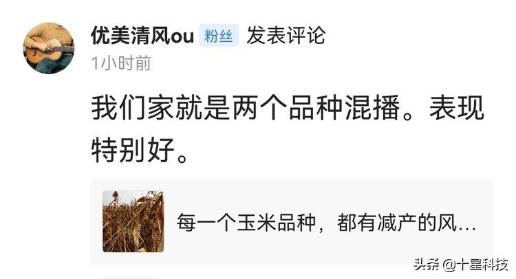 玉米混播高产吗,玉米混播有哪些品种