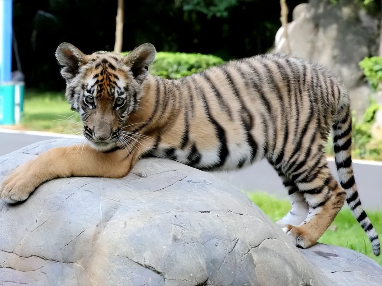 letsgo一周目攻略,letsgo图鉴攻略